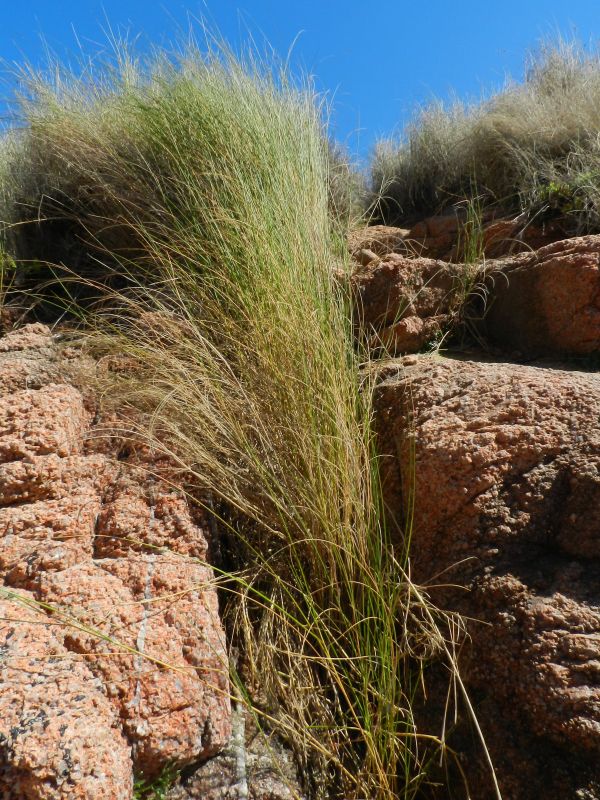 giunco da determinare